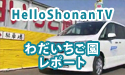 HelloShonanTV　わだいちご園