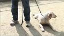 犬吉猫吉　　しつけ「飛びつき」篇
