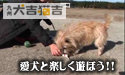 「愛犬と楽しく遊ぼう!! ～初歩的な遊び１」キチレンジャーSpecial
									キチレンジャーSpecial
「愛犬と楽しく遊ぼう!! ～初歩的な遊び１」

遊ぶことは犬にとって大切なこと個性に合った遊び方を選んで遊んであげる方法等を動画でわかりやすく紹介します。

Teacher:
アニマルライフあかりのこころ
　　栗木　聖子　先生

Model Dog(今月の取材協力):
あかり（♀　ケアンテリア）


撮影編集:
キュウビアン

連動雑誌:
犬吉猫吉 九州版 2008年2月号





