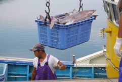 自社の漁船で釣り上げたアイ鮫は、水揚げ後すぐに自社工場に持ち込み、肝臓の抽出と搾油を行なう。